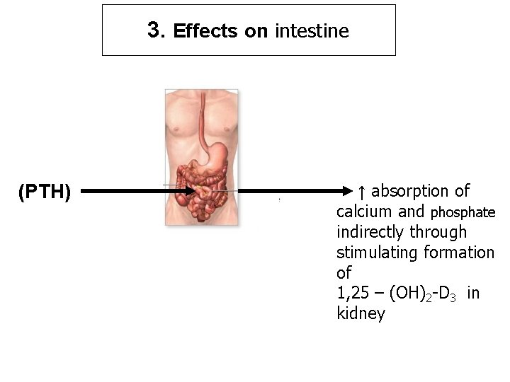 3. Effects on intestine (PTH) ↑ absorption of calcium and phosphate indirectly through stimulating