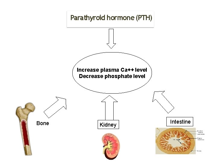 Parathyroid hormone (PTH) Increase plasma Ca++ level Decrease phosphate level Bone Kidney Intestine 