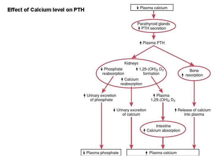 Effect of Calcium level on PTH 