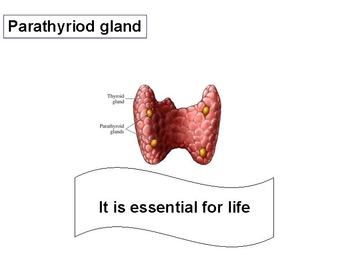 Parathyriod gland It is essential for life 