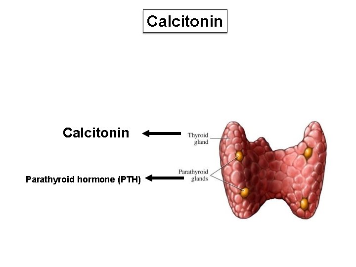 Calcitonin Parathyroid hormone (PTH) 
