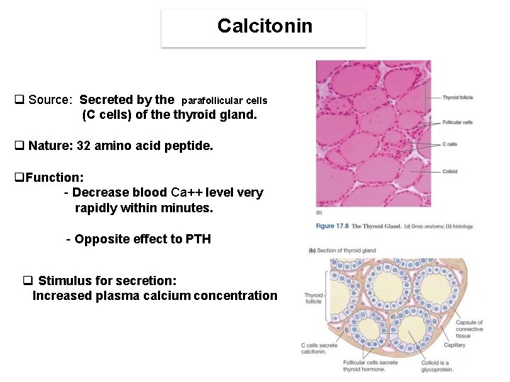 Calcitonin Source: Secreted by the parafollicular cells (C cells) of the thyroid gland. Nature: