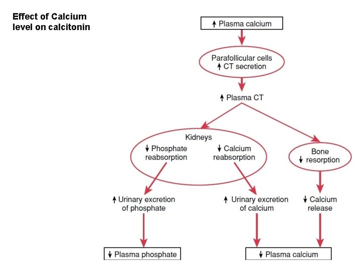 Effect of Calcium level on calcitonin 