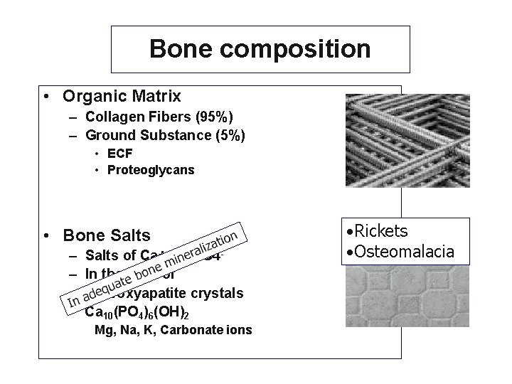 Bone composition • Organic Matrix – Collagen Fibers (95%) – Ground Substance (5%) •