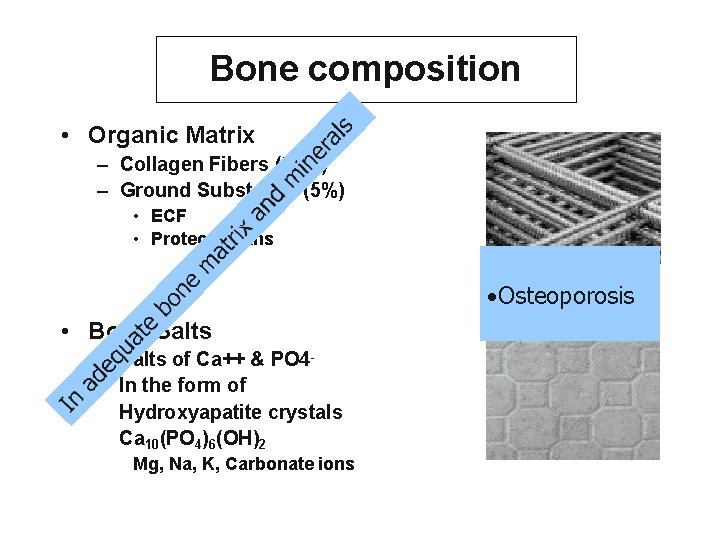 Bone composition • Organic Matrix – Collagen Fibers (95%) – Ground Substance (5%) •