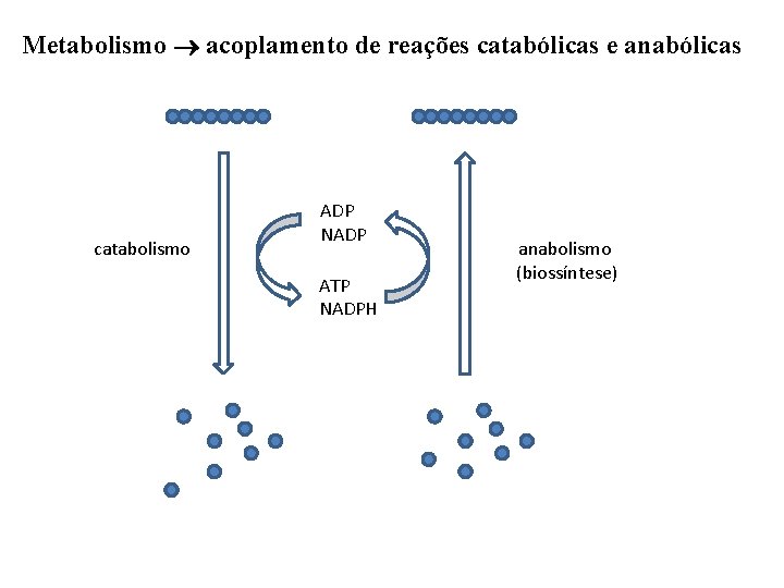 Metabolismo acoplamento de reações catabólicas e anabólicas catabolismo ADP NADP ATP NADPH anabolismo (biossíntese)