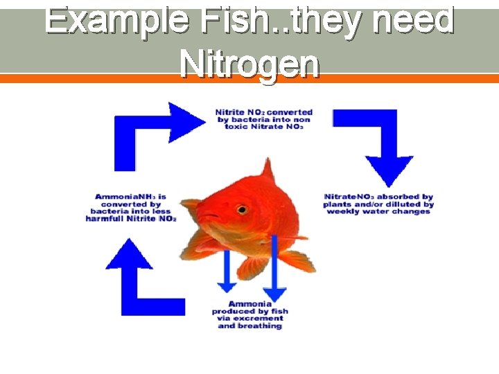 Example Fish. . they need Nitrogen 