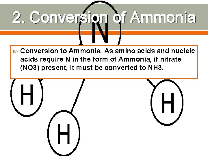 2. Conversion of Ammonia Conversion to Ammonia. As amino acids and nucleic acids require