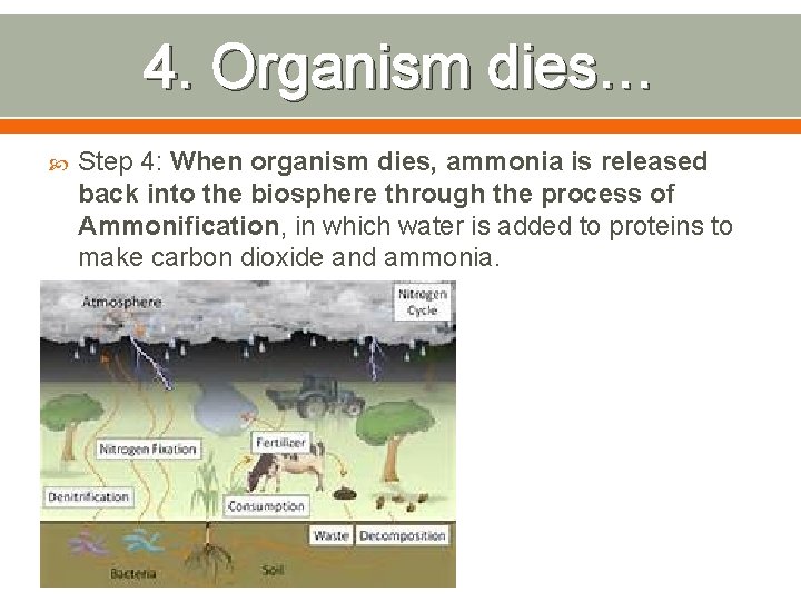 4. Organism dies… Step 4: When organism dies, ammonia is released back into the