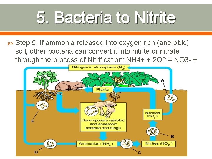 5. Bacteria to Nitrite Step 5: If ammonia released into oxygen rich (anerobic) soil,