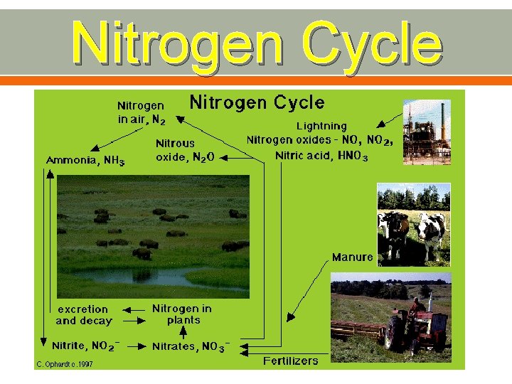 Nitrogen Cycle 