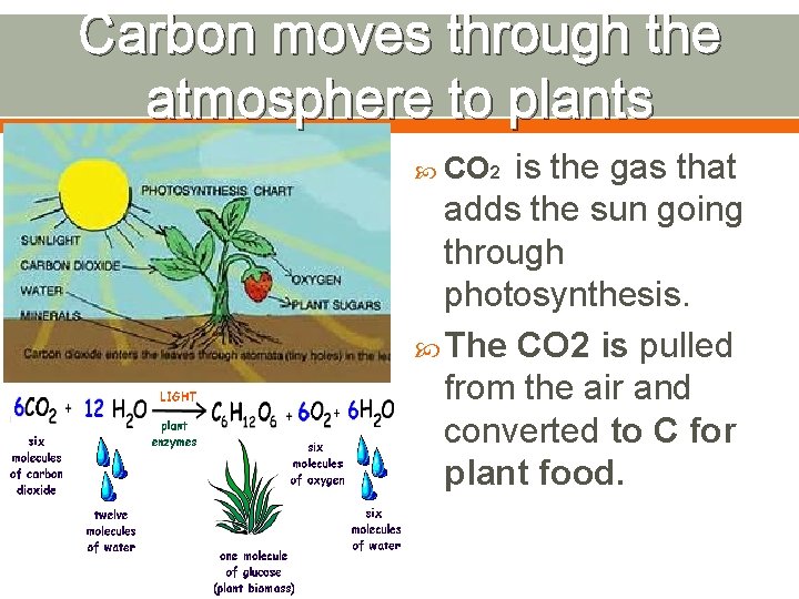 Carbon moves through the atmosphere to plants is the gas that adds the sun