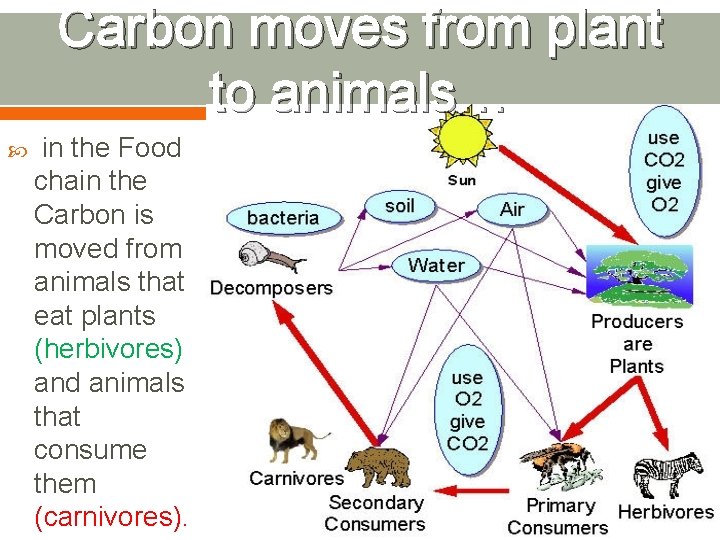 Carbon moves from plant to animals… in the Food chain the Carbon is moved