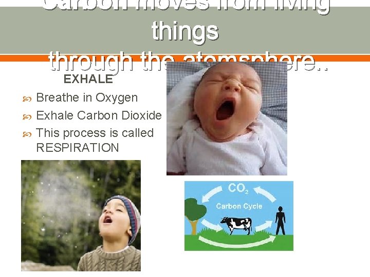 Carbon moves from living things through the atomsphere. . EXHALE Breathe in Oxygen Exhale