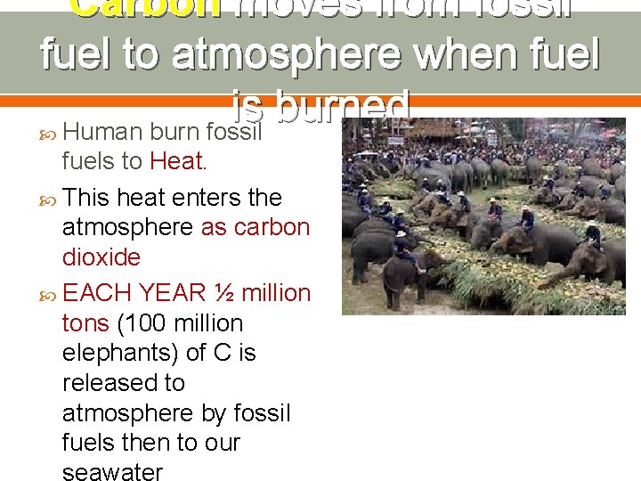 Carbon moves from fossil fuel to atmosphere when fuel is burned Human burn fossil