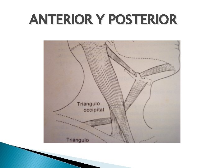 ANTERIOR Y POSTERIOR 