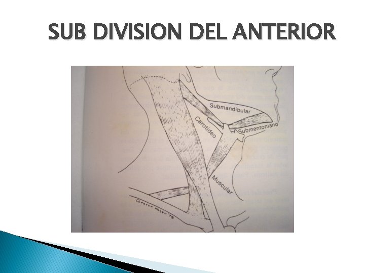 SUB DIVISION DEL ANTERIOR 