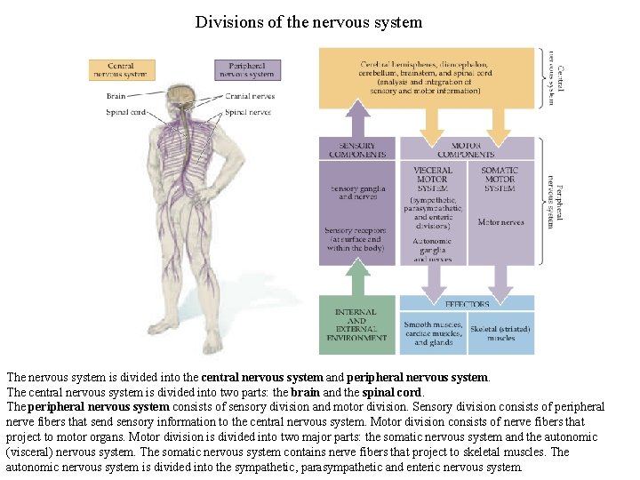 Divisions of the nervous system The nervous system is divided into the central nervous