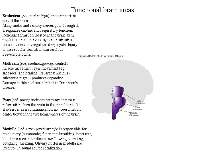 Functional brain areas Brainstem (pol. pień mózgu): most important part of the brain. Many