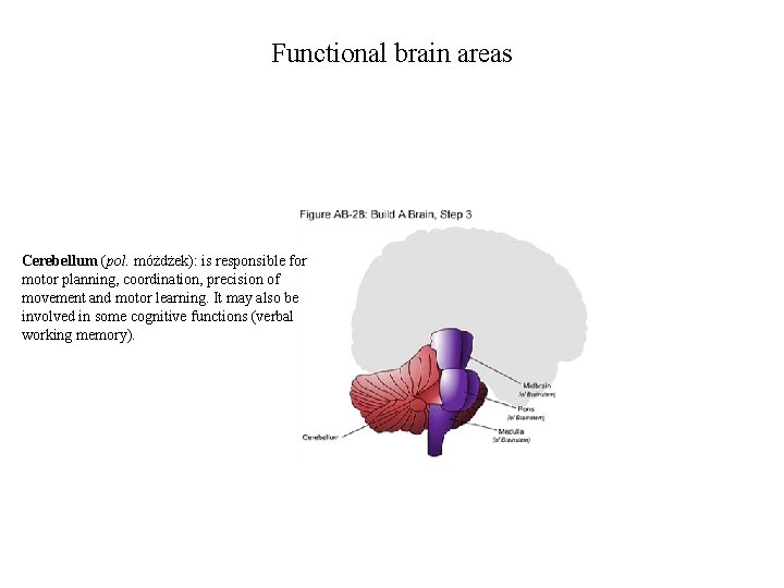 Functional brain areas Cerebellum (pol. móżdżek): is responsible for motor planning, coordination, precision of