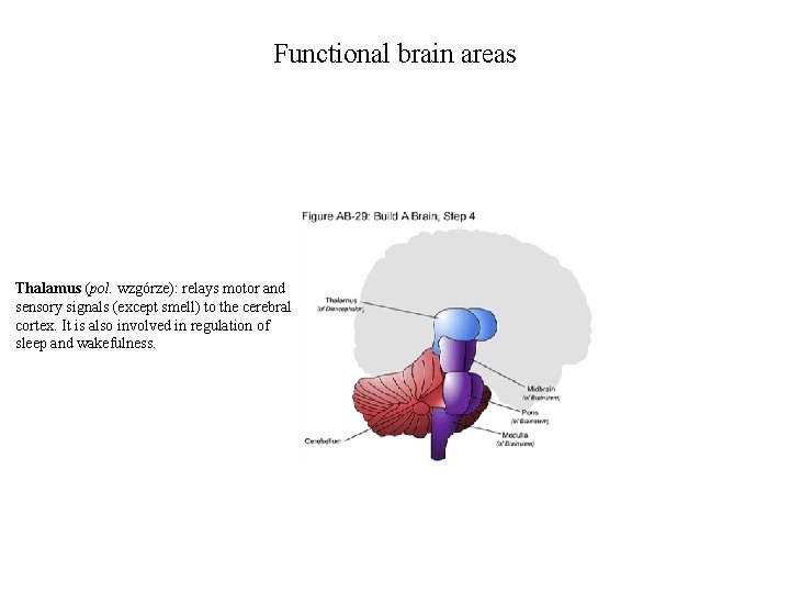 Functional brain areas Thalamus (pol. wzgórze): relays motor and sensory signals (except smell) to