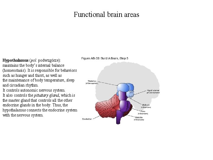 Functional brain areas Hypothalamus (pol. podwzgórze): maintains the body’s internal balance (homeostasis). It is