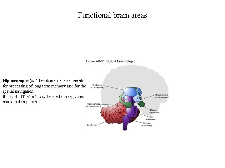 Functional brain areas Hippocampus (pol. hipokamp): is responsible for processing of long term memory