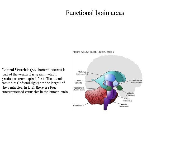 Functional brain areas Lateral Ventricle (pol. komora boczna) is part of the ventricular system,