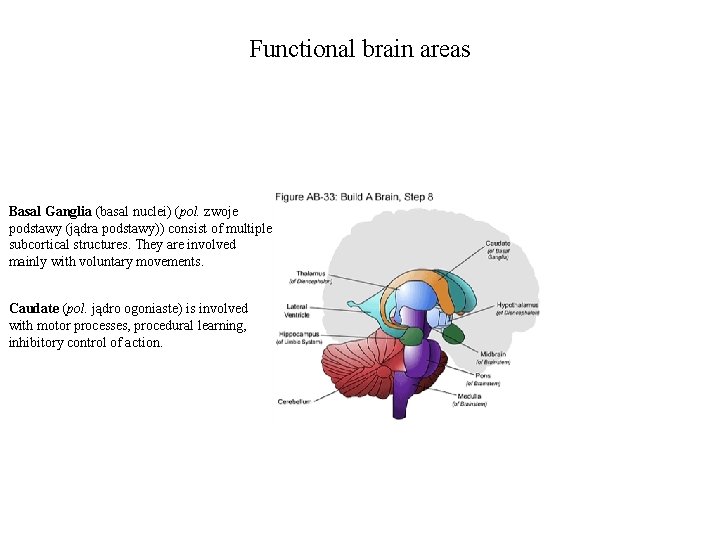 Functional brain areas Basal Ganglia (basal nuclei) (pol. zwoje podstawy (jądra podstawy)) consist of