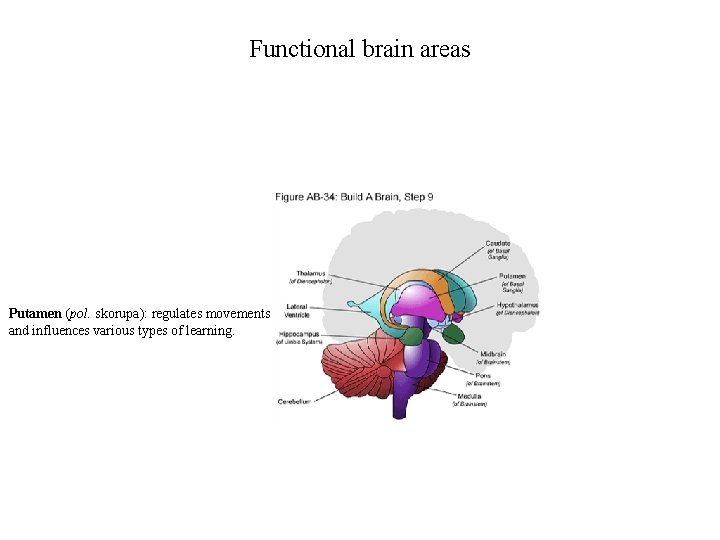 Functional brain areas Putamen (pol. skorupa): regulates movements and influences various types of learning.