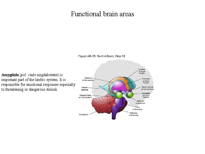 Functional brain areas Amygdala (pol. ciało migdałowate) is important part of the limbic system.