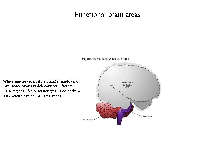 Functional brain areas White matter (pol. istota biała) is made up of myelinated axons