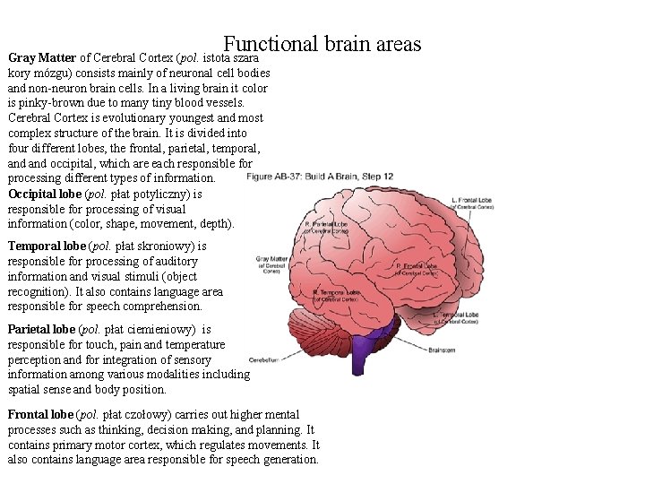 Functional brain areas Gray Matter of Cerebral Cortex (pol. istota szara kory mózgu) consists