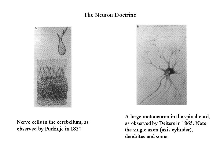 The Neuron Doctrine Nerve cells in the cerebellum, as observed by Purkinje in 1837