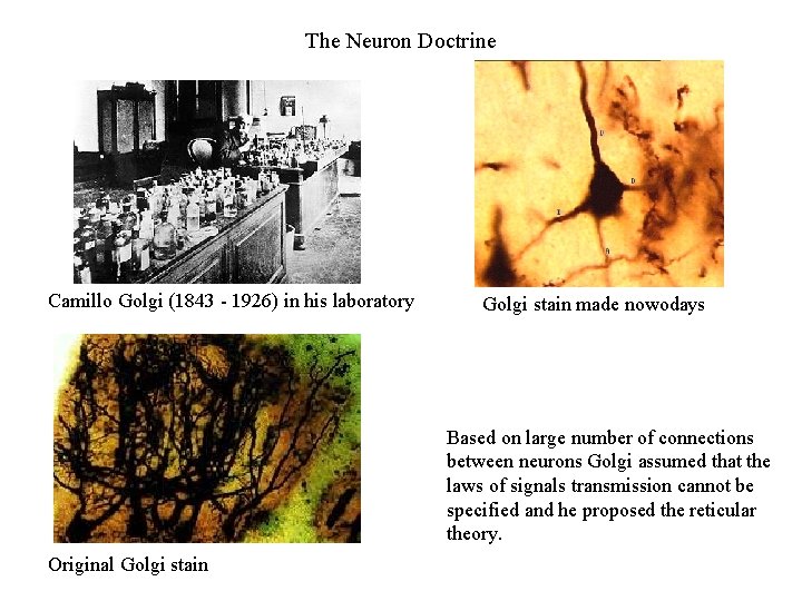 The Neuron Doctrine Camillo Golgi (1843 - 1926) in his laboratory Golgi stain made