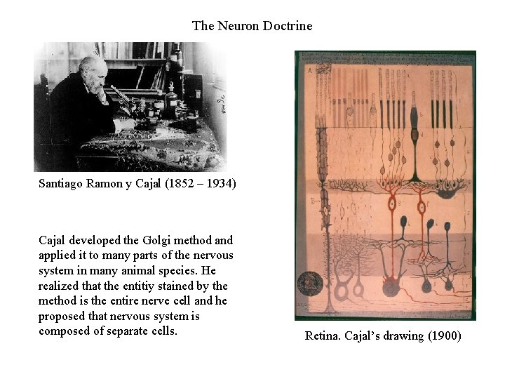 The Neuron Doctrine Santiago Ramon y Cajal (1852 – 1934) Cajal developed the Golgi