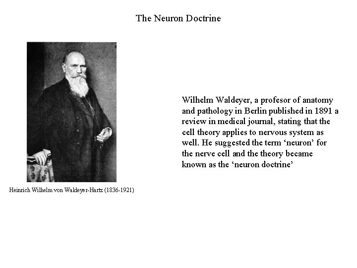 The Neuron Doctrine Wilhelm Waldeyer, a profesor of anatomy and pathology in Berlin published