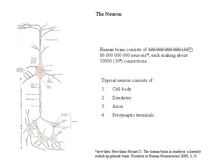 The Neuron Human brain consists of 100 000 000 (1011) 86 000 000 neurons*,