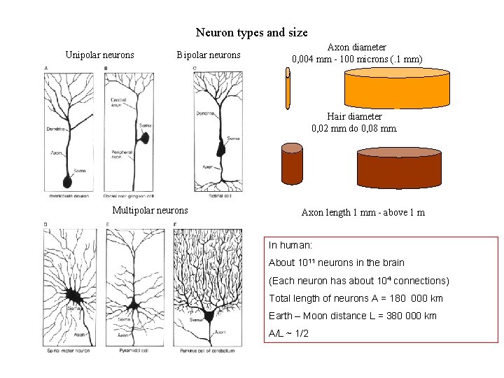 Neuron types and size Unipolar neurons Bipolar neurons Axon diameter 0, 004 mm -