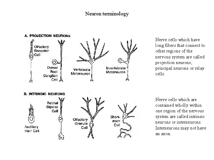 Neuron terminology Nerve cells which have long fibers that connect to other regions of