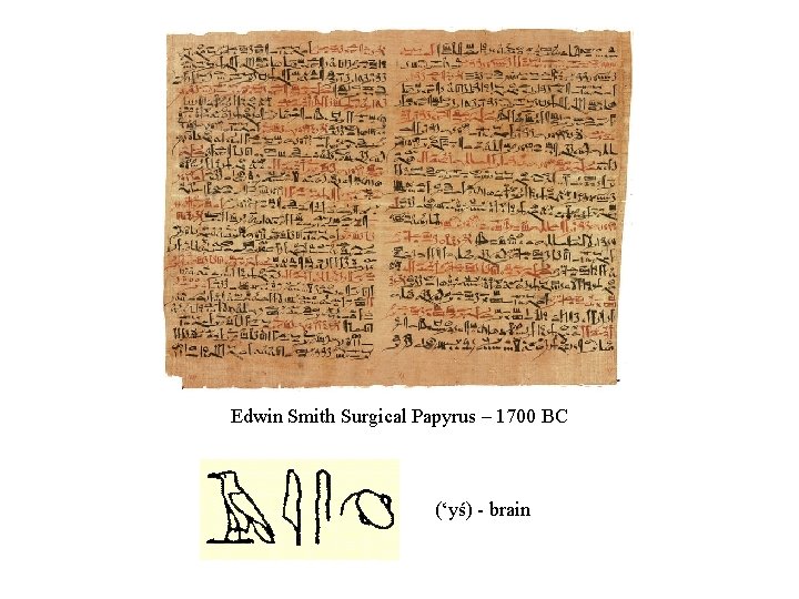 Edwin Smith Surgical Papyrus – 1700 BC (‘yś) - brain 