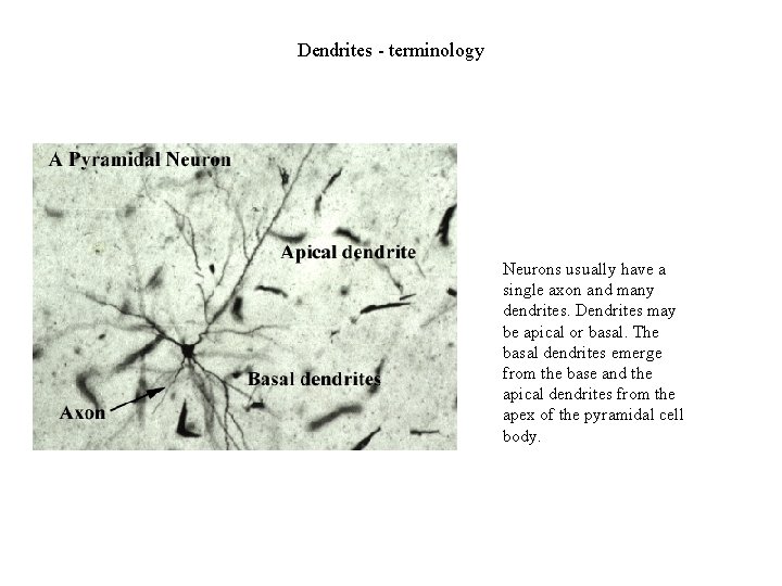Dendrites - terminology Neurons usually have a single axon and many dendrites. Dendrites may