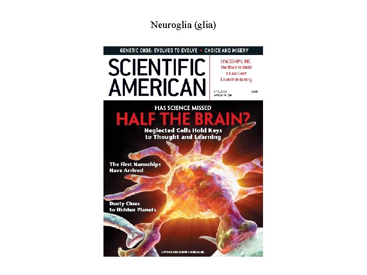 Neuroglia (glia) 