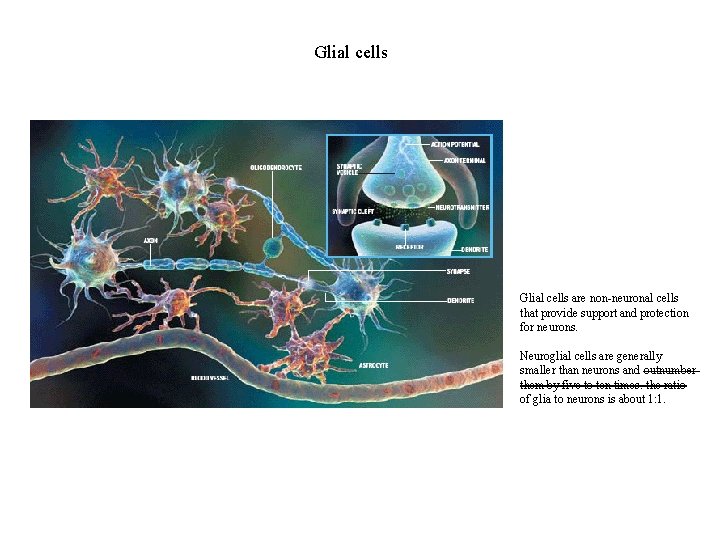 Glial cells are non-neuronal cells that provide support and protection for neurons. Neuroglial cells