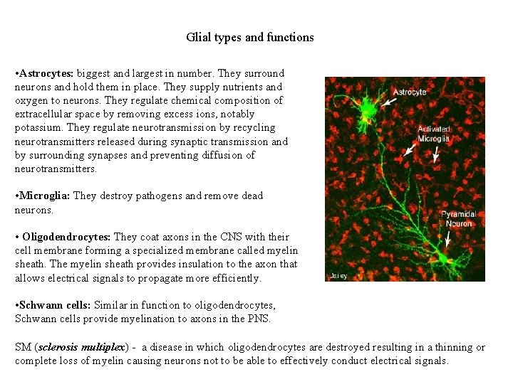 Glial types and functions • Astrocytes: biggest and largest in number. They surround neurons
