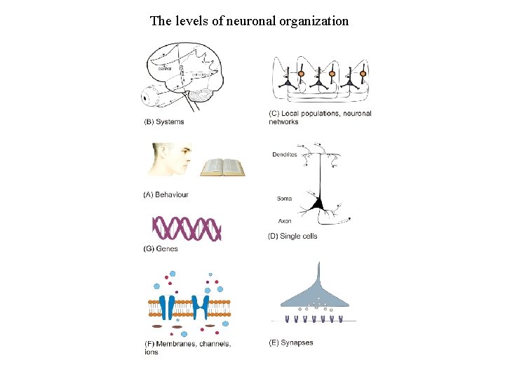 The levels of neuronal organization 