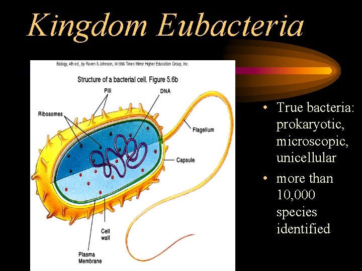 Kingdom Eubacteria • True bacteria: prokaryotic, microscopic, unicellular • more than 10, 000 species