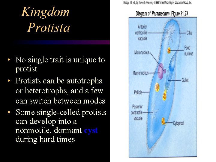 Kingdom Protista • No single trait is unique to protist • Protists can be