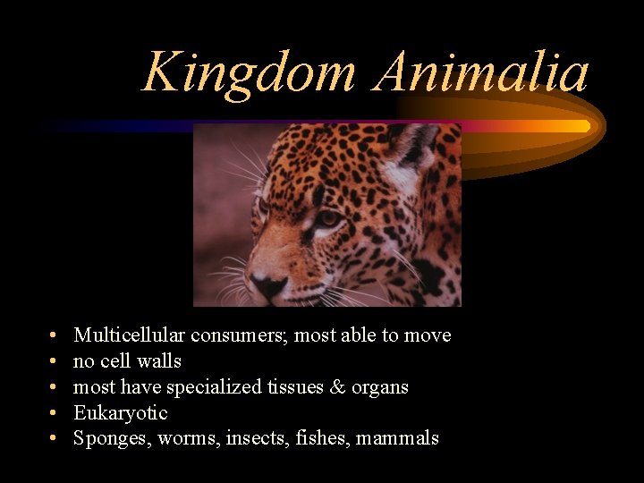 Kingdom Animalia • • • Multicellular consumers; most able to move no cell walls