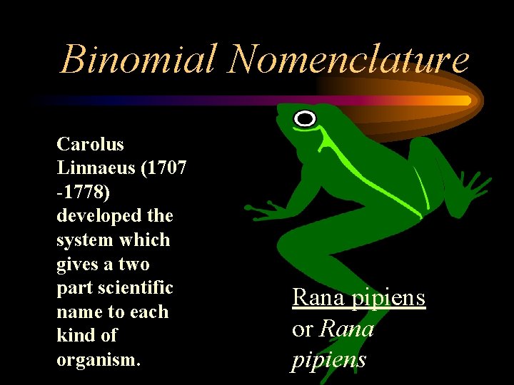 Binomial Nomenclature Carolus Linnaeus (1707 -1778) developed the system which gives a two part